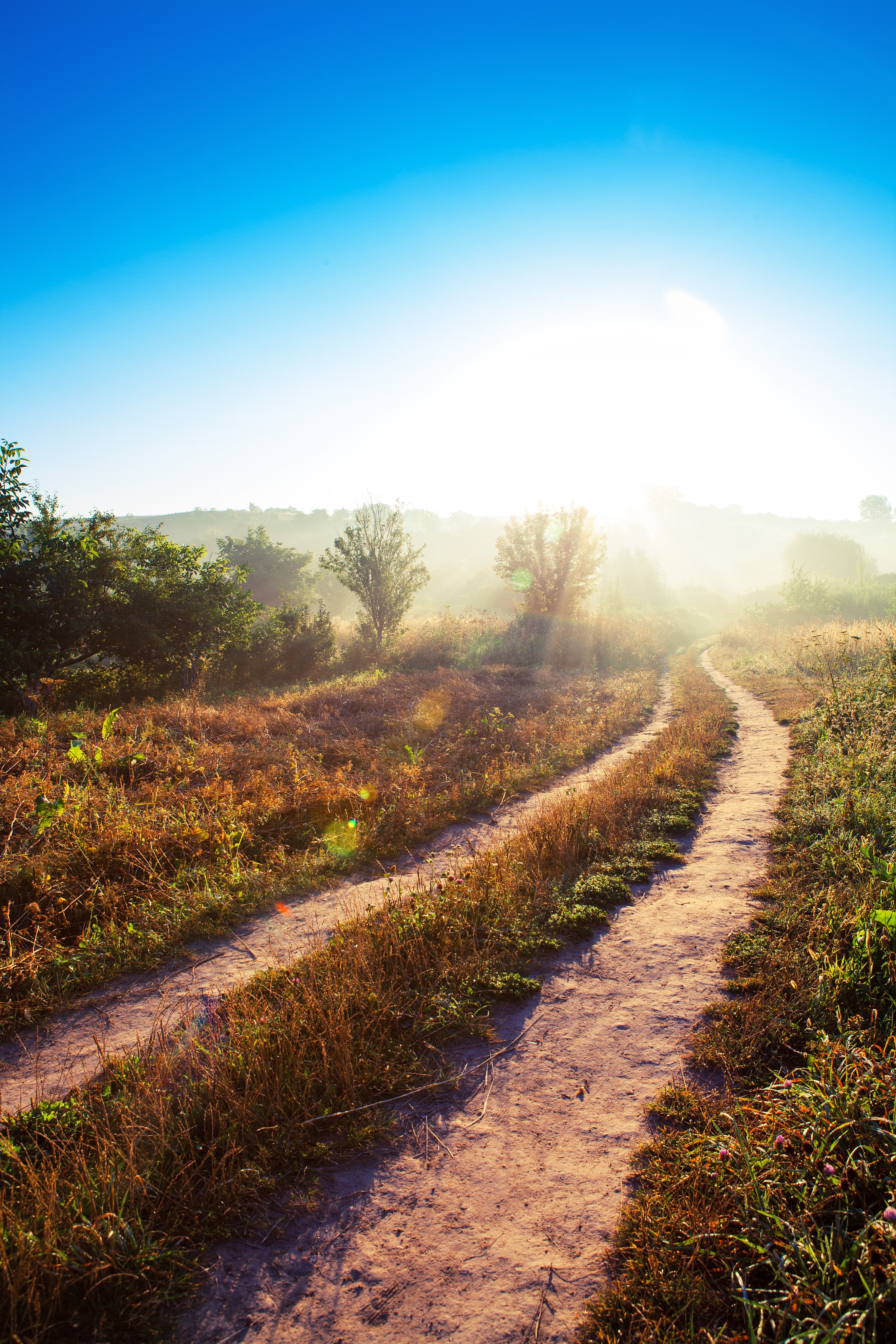 Waldweg im Morgenlicht