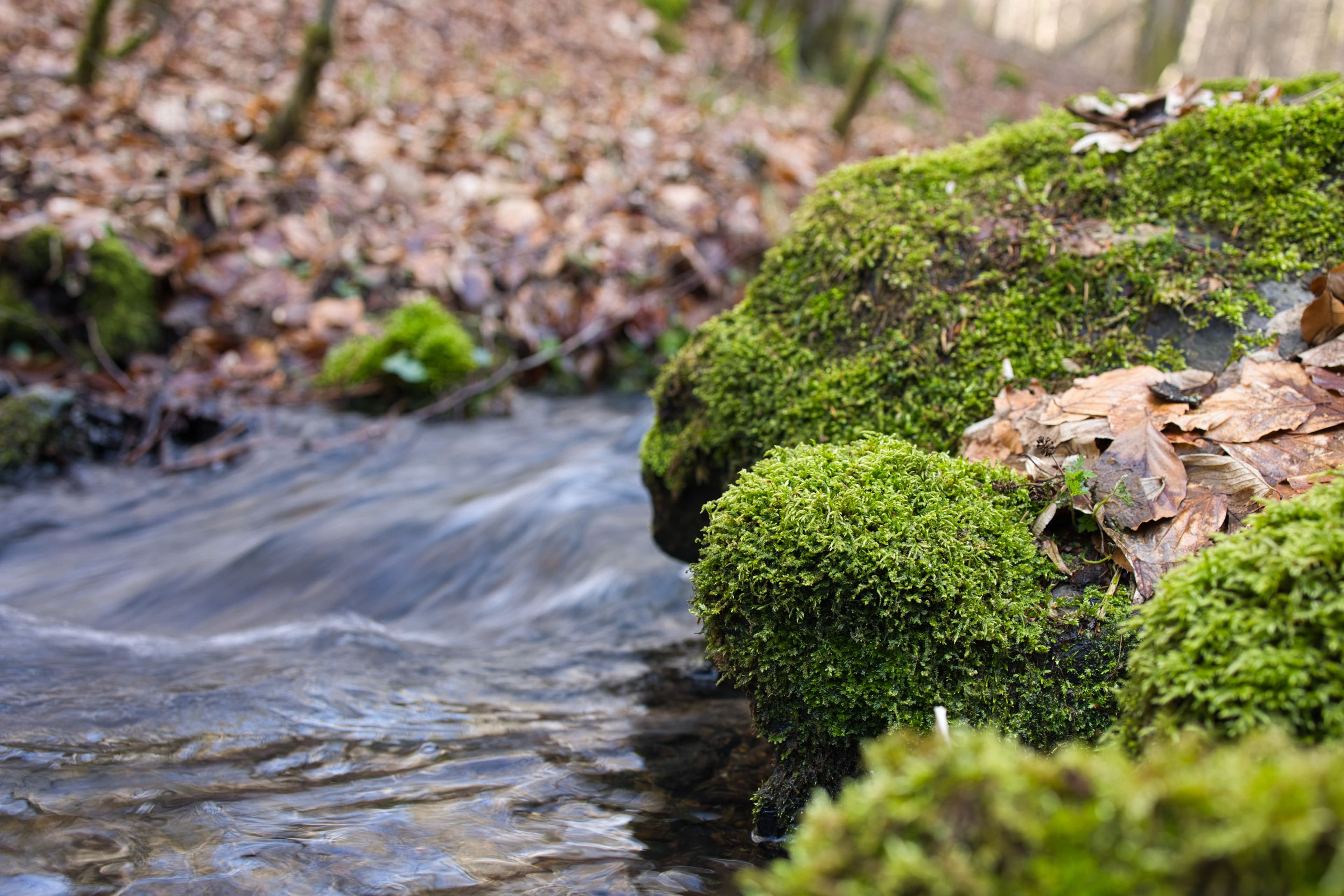 Moosbewachsene Steine im Wasser