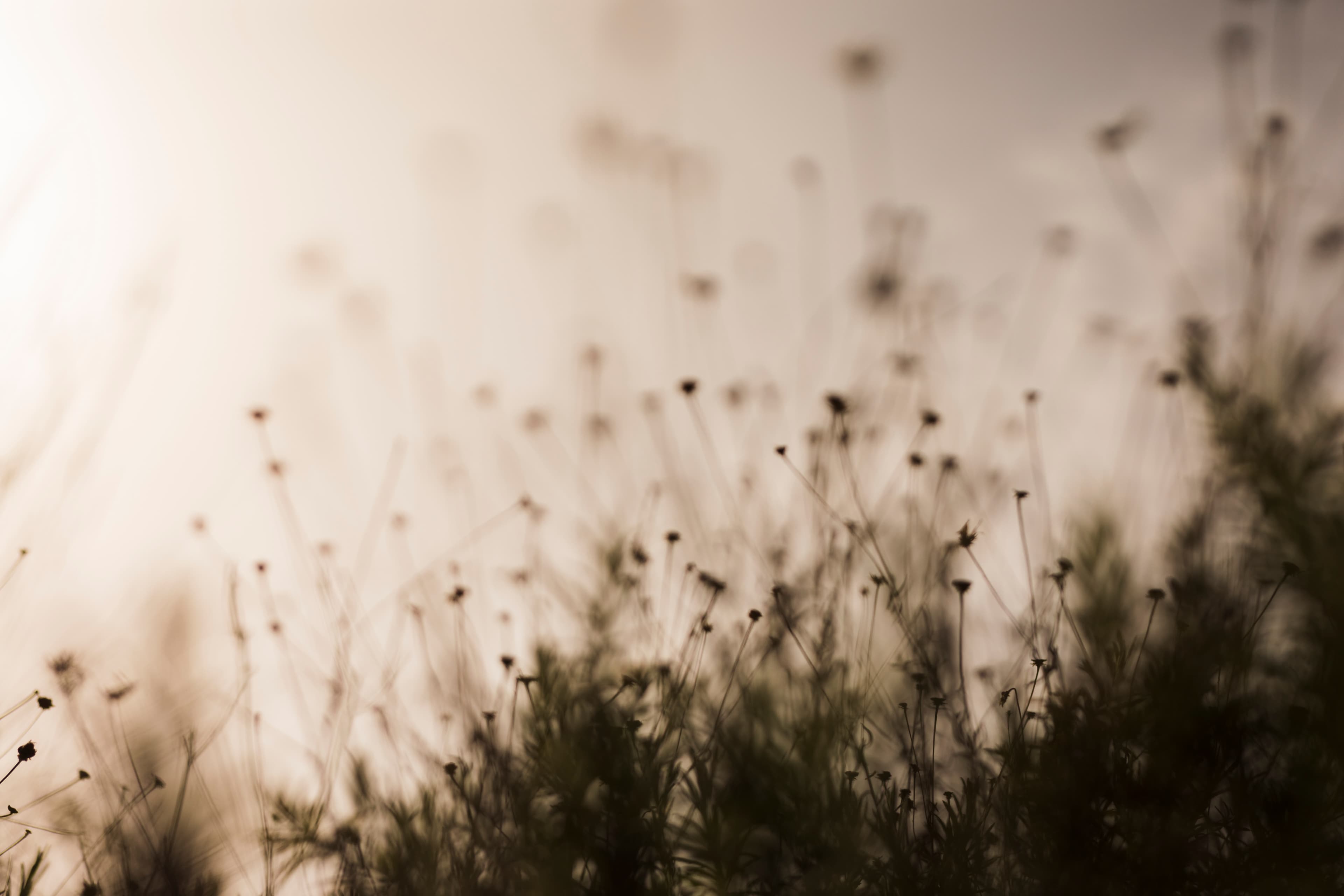 Natur und Wildblumen
